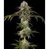 Barney's Farm Durban Poison F1