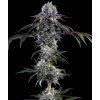 Barney's Farm Durban Z F1