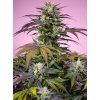 Sweet Seeds Gelonade