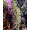 Sweet Seeds Gelonade