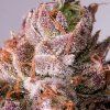 Dutch Passion Slurricane Cookies