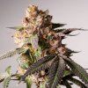 Dutch Passion Slurricane Cookies