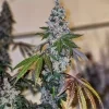 Ethos Genetics Cherry Pie OG S1