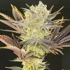 Ethos Genetics Citradelic Sunset