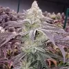 Ethos Genetics Colin OG RBX