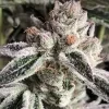 Ethos Genetics Crescendo RBX1