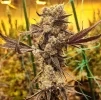 Ethos Genetics Dip N' Stax RBX1