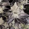 Ethos Genetics Ethos Cookies R2