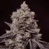 Ethos Genetics Fanta Sea RBX