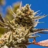 Ethos Genetics Lemon Berry Candy OG R2