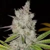 Ethos Genetics Lilac Diesel RBX2 Auto