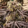 Ethos Genetics M.C. Nuggets R1