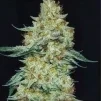 Ethos Genetics Member Berry RBX1