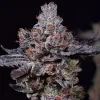 Ethos Genetics Mookie B R1