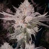 Ethos Genetics OG Kush Auto