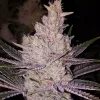 Ethos Genetics Orange Kush Cake R1