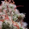 Ethos Genetics Peach Crescendo RF3 Auto