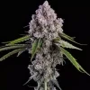 Ethos Genetics Pepe Silvia R1