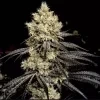 Ethos Genetics Pillows R1