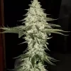 Ethos Genetics Planet of the Grapes Auto