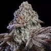 Ethos Genetics Psy-Op R1