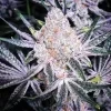 Ethos Genetics Purple Sunset RBX2