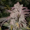 Ethos Genetics Purple Thai RBX1 Auto