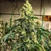 Ethos Genetics Sour G R1