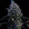 Ethos Genetics Super Lemon Haze RBX3