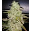 Ethos Genetics Toasted R1