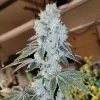 Ethos Genetics Voila RBX5 Auto