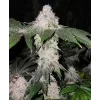 Ethos Genetics Wrank S1