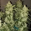 Ethos Genetics Zweet RBX2 Auto
