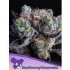 Anesia Seeds Blackberry Moonrocks