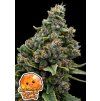 Anesia Seeds Calamansi Crystal Candy