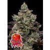 Anesia Seeds Caramel Apple Drip