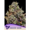 Anesia Seeds Chaos Cake