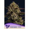 Anesia Seeds Chimera Cut