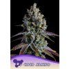 Anesia Seeds Coco Jambo