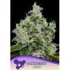 Anesia Seeds Dankberry Auto