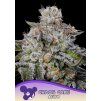 Anesia Seeds Epic Buzz Auto