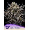 Anesia Seeds Epic Buzz