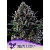 Anesia Seeds First Lady