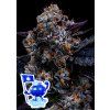Anesia Seeds Free Blueberry Nation