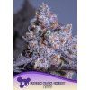 Anesia Seeds Frozen Black Cherry Auto