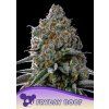 Anesia Seeds Fryday Boof