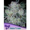 Anesia Seeds Future #1 Auto