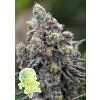 Anesia Seeds Pistachio Snow Cream