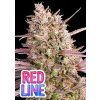 Anesia Seeds Red Line