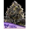 Anesia Seeds Purple Lobster